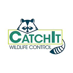 DFW Wildlife Control